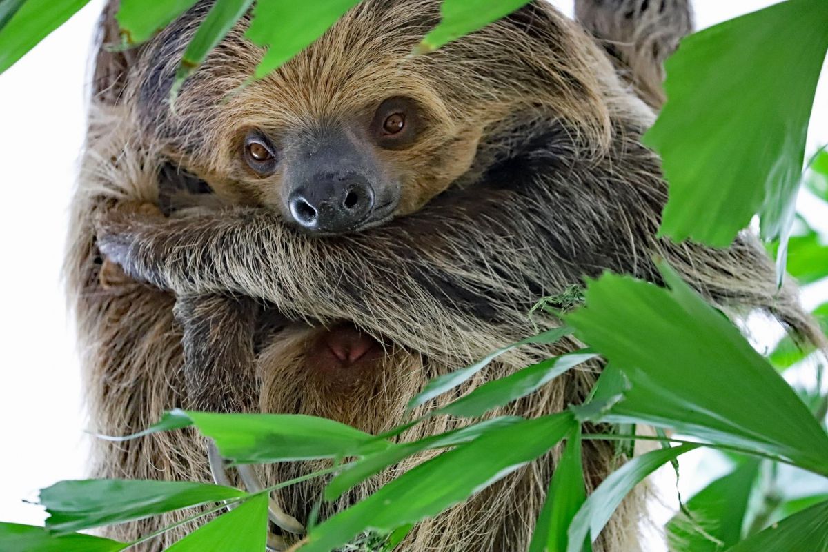 Karlsruher Zoo 2018 wieder über eine Million Besucher