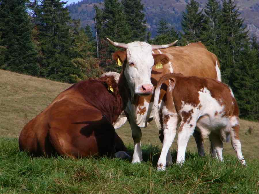 Hinterwälder Rinder von Rützler