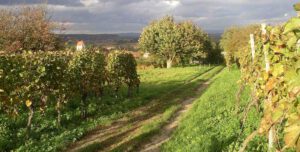Gottenheim