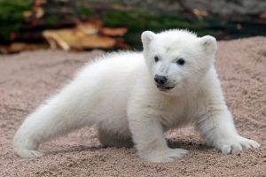 Kleiner weißer Eisbär auf allen Vieren in der Außenanlage unterwegs