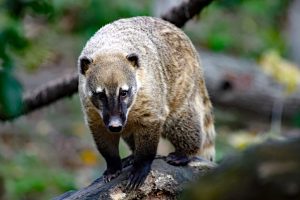 Ausgewachsener dunkelbräunlicher Nasenbär sitzt mit ausgefahrenen Krallen auf einem Baumstamm und schaut in die Kamera