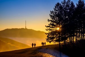 Sonnenuntergang in der hügeligen Landschaft des Kaiserstuhls. Abendsonne scheint durch Tannen. In der Ferne sind Wanderer und der Fernmeldeturm auf dem Berg