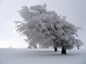 Vom Westwind über viele Jahre hinweg in Richtung Osten gebeugt: eine der berühmten, schneebehangenen Windbuchen auf dem Schauinsland.